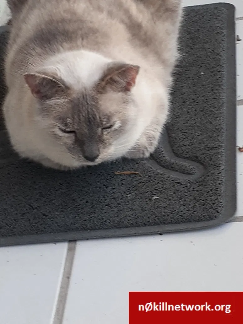 Lost cat in Miami, FL, 33181