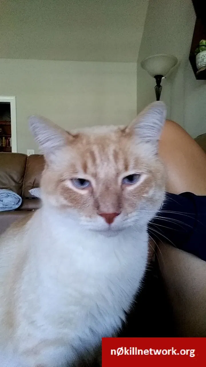 Lost cat in Hope Mills, NC, 28348