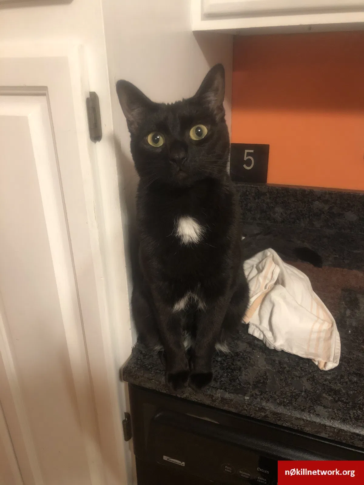 Lost cat in Worcester, MA, 1602