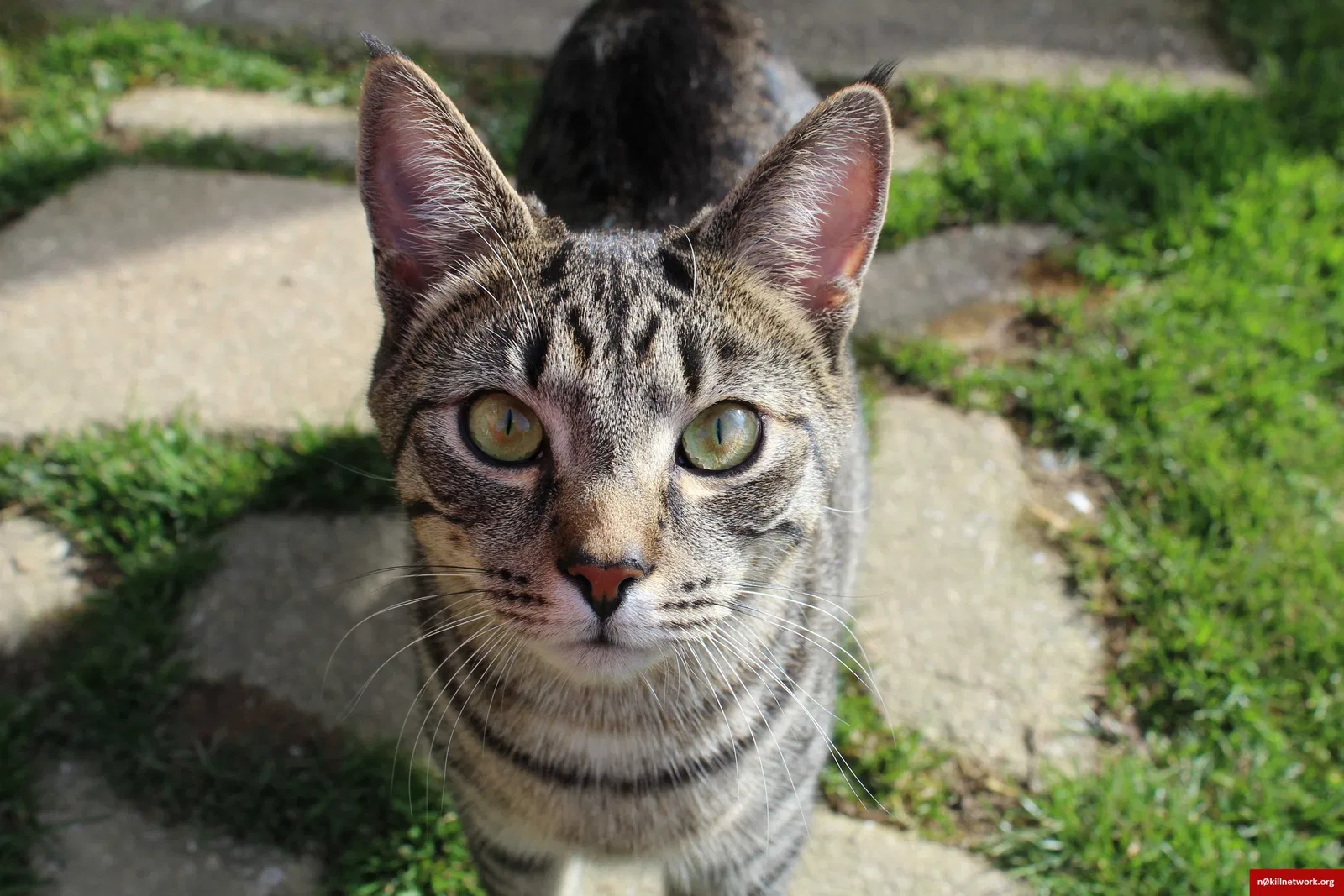 Lost cat in Reading, PA, 19605