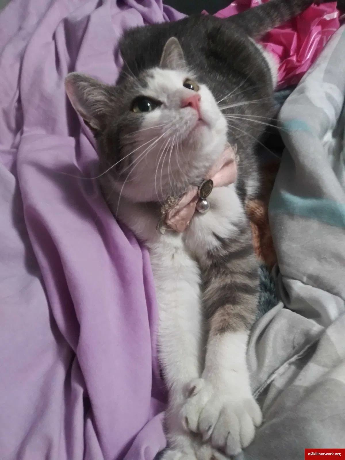Lost cat in Albuquerque, NM, 87121