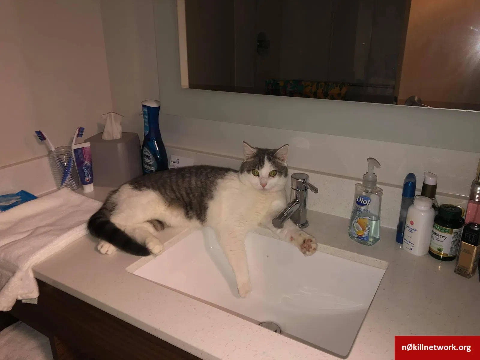 Lost cat in Tucson, AZ, 85743
