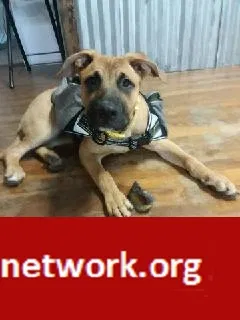 Lost dog in Pensacola, FL, 32505
