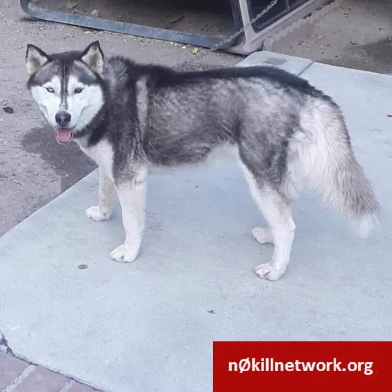 Lost dog in West Covina, CA, 91791