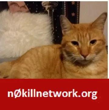 Lost cat in Redondo Beach, CA, 90277