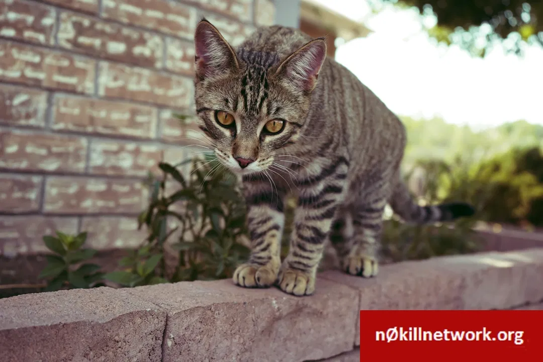 Lost cat in Albuquerque, NM, 87120