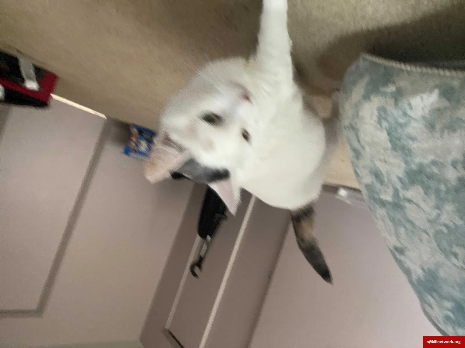 Lost cat in Charlotte, NC, 28215