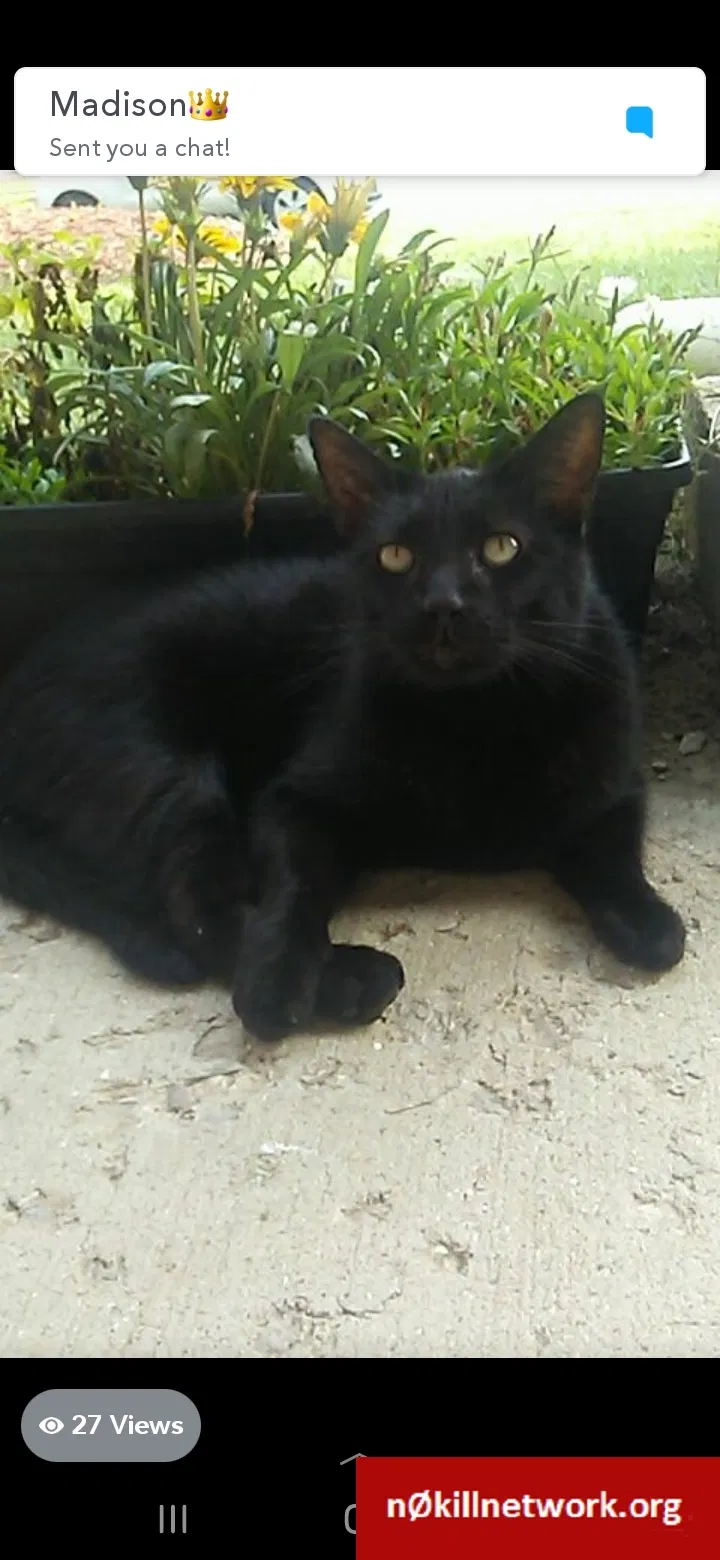 Lost cat in Toledo, OH, 43623