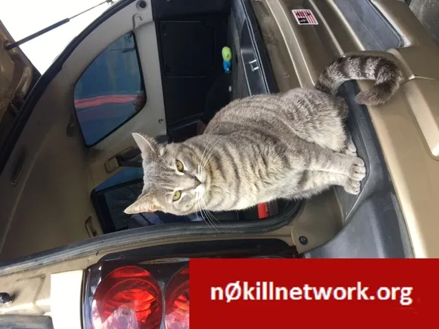 Lost cat in Citrus Heights, CA, 95621