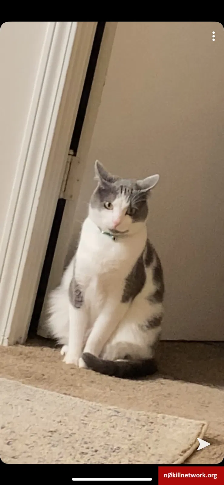 Lost cat in Evansville, IN, 47715