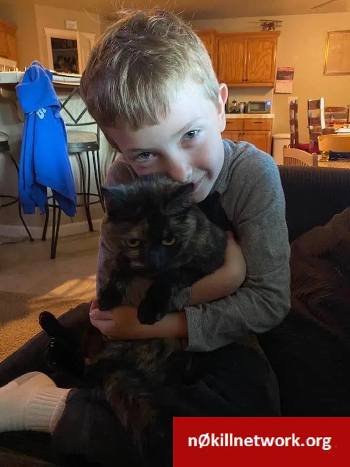 Lost cat in Redding, CA, 96001