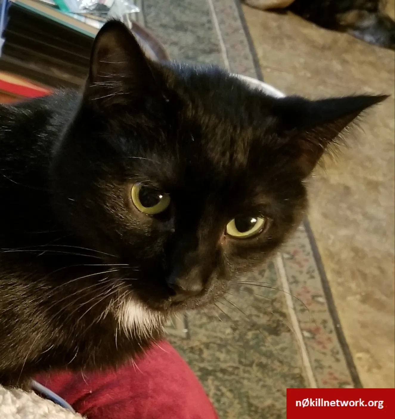 Lost cat in Rochester, MN, 55904