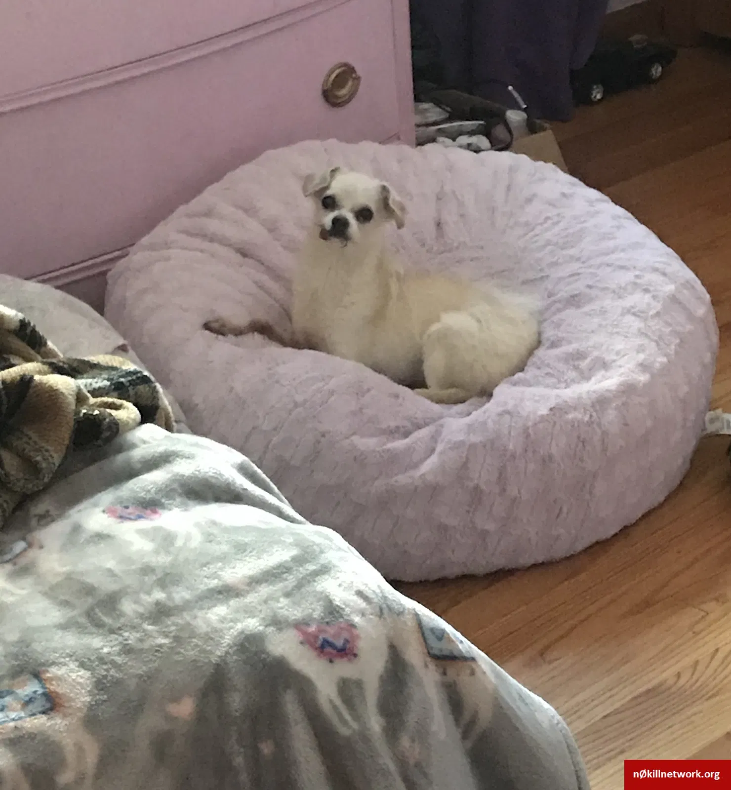 Lost dog in Evergreen Park, IL, 60805
