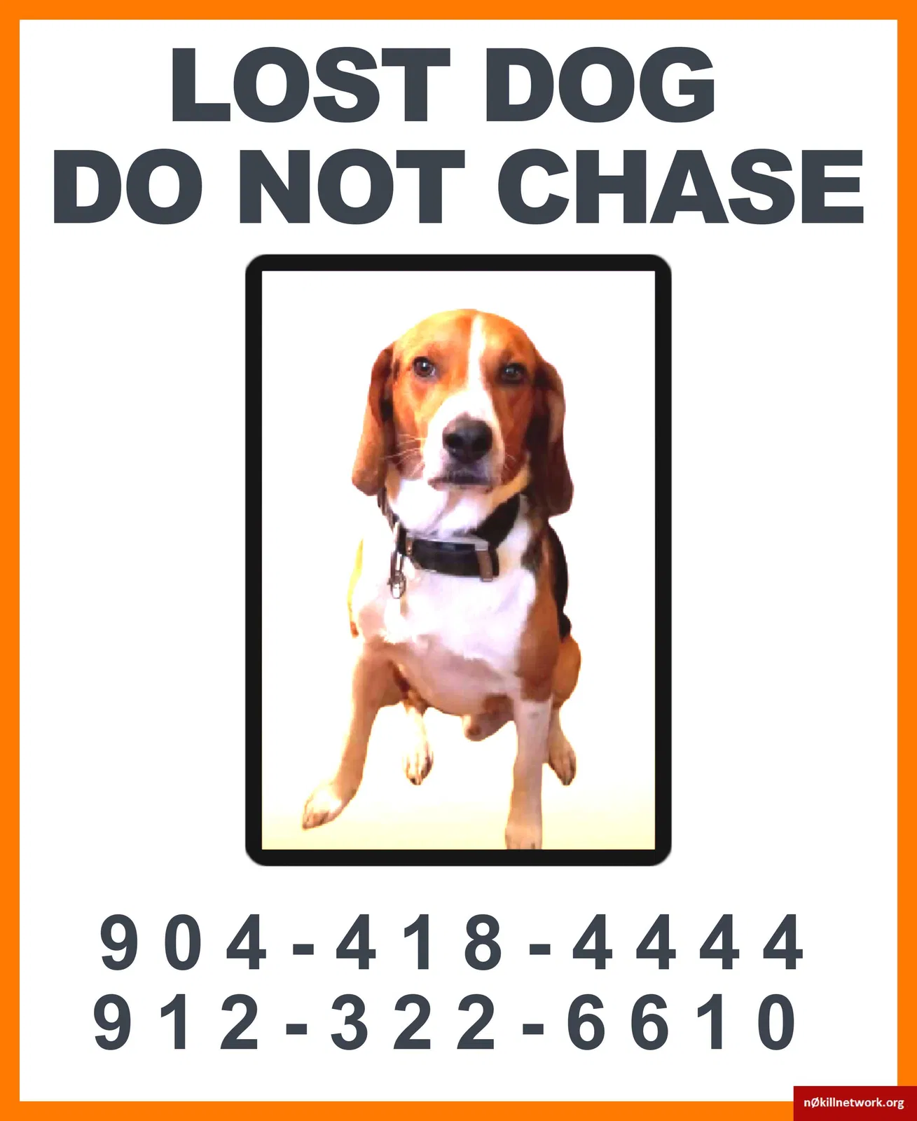 Lost dog in Jacksonville, FL, 32205