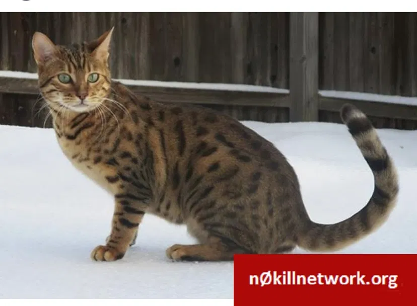 Lost cat in Newtown, PA, 18940