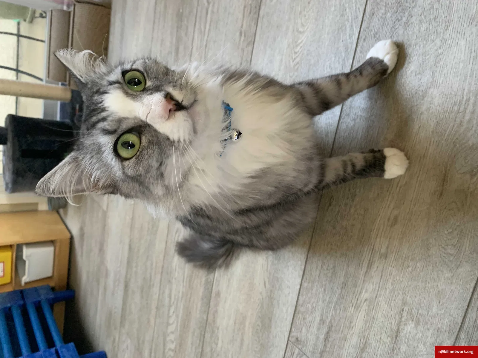 Lost cat in Mission Viejo, CA, 92691