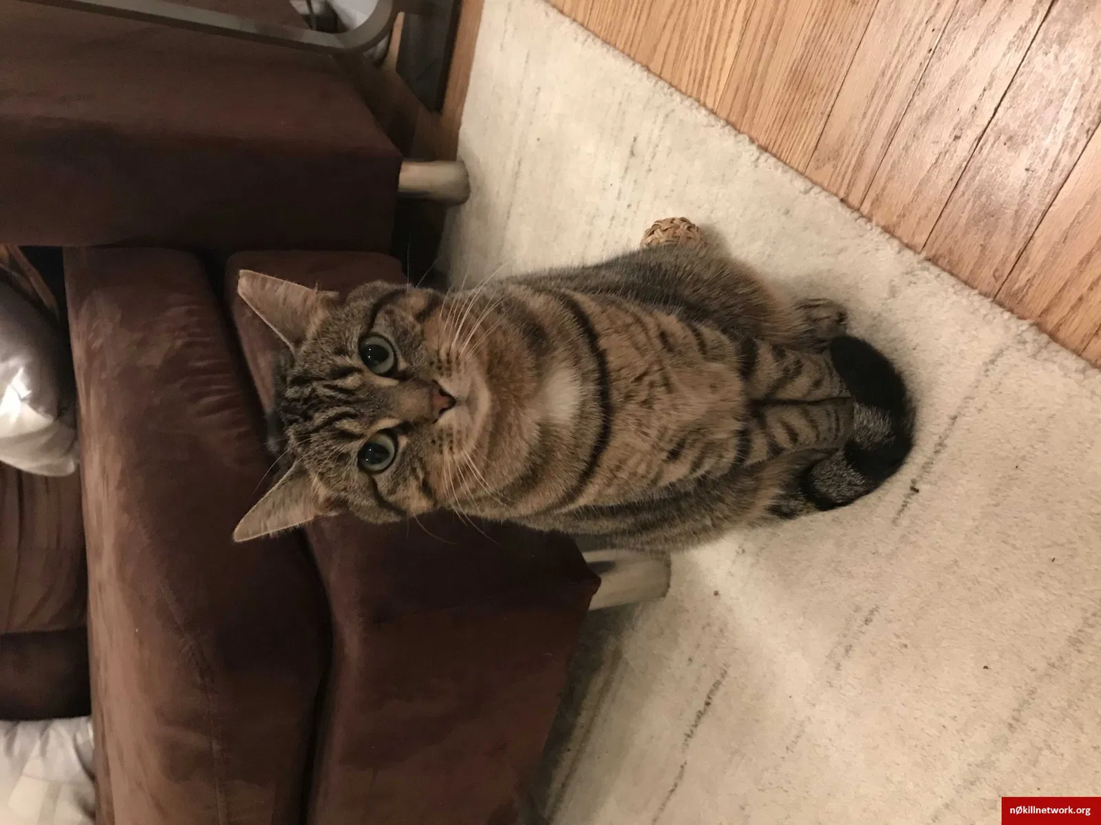 Lost cat in Madison, WI, 53705