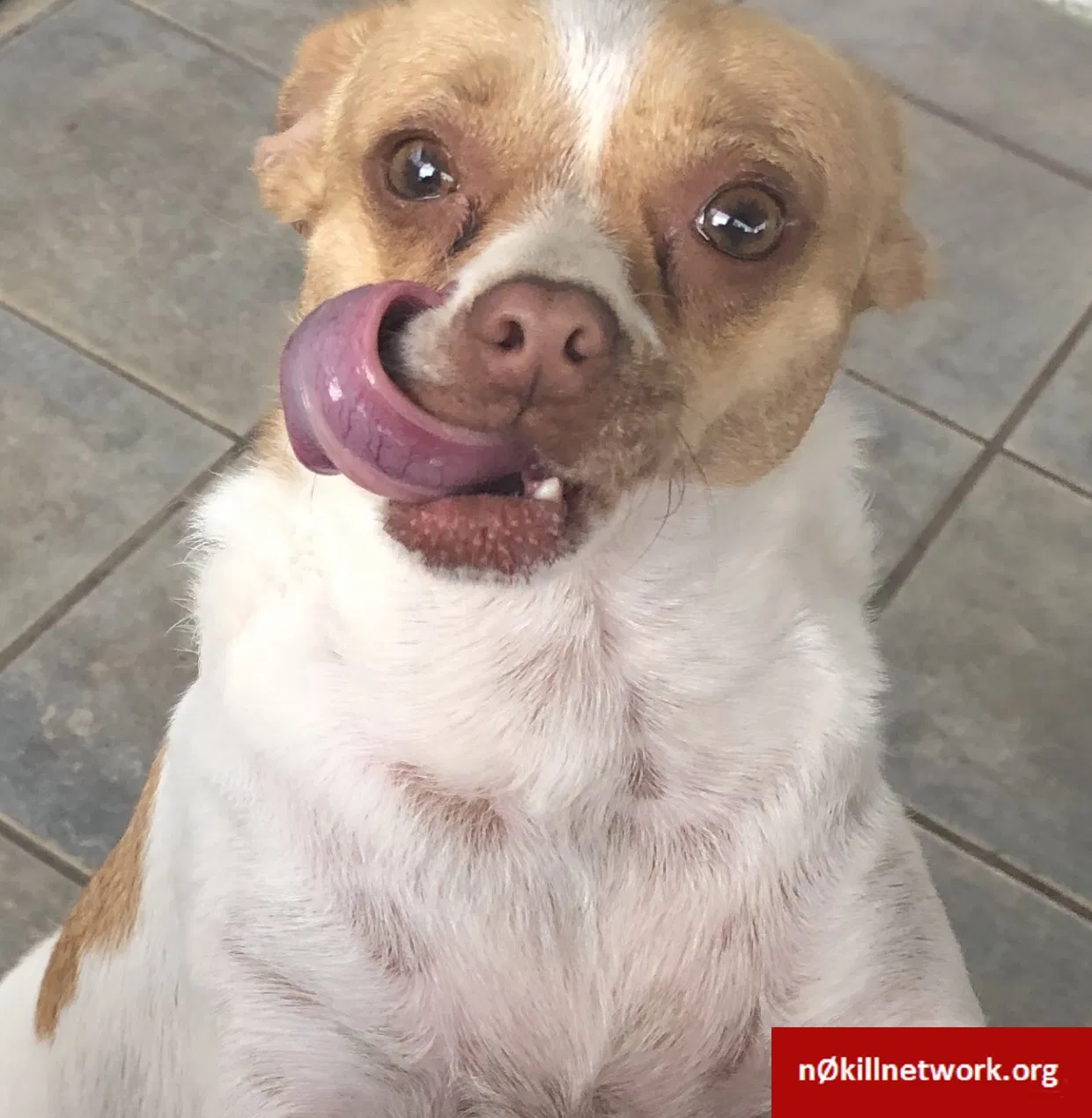 Lost dog in Orlando, FL, 32827