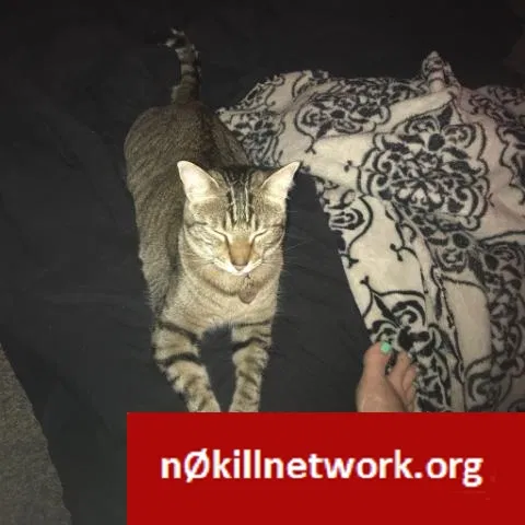 Lost cat in Austin, TX, 78729