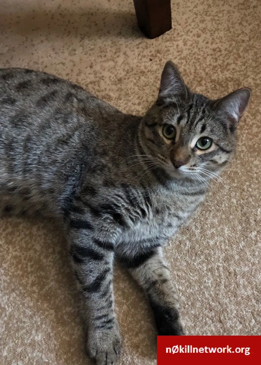 Lost cat in Vancouver, WA, 98661