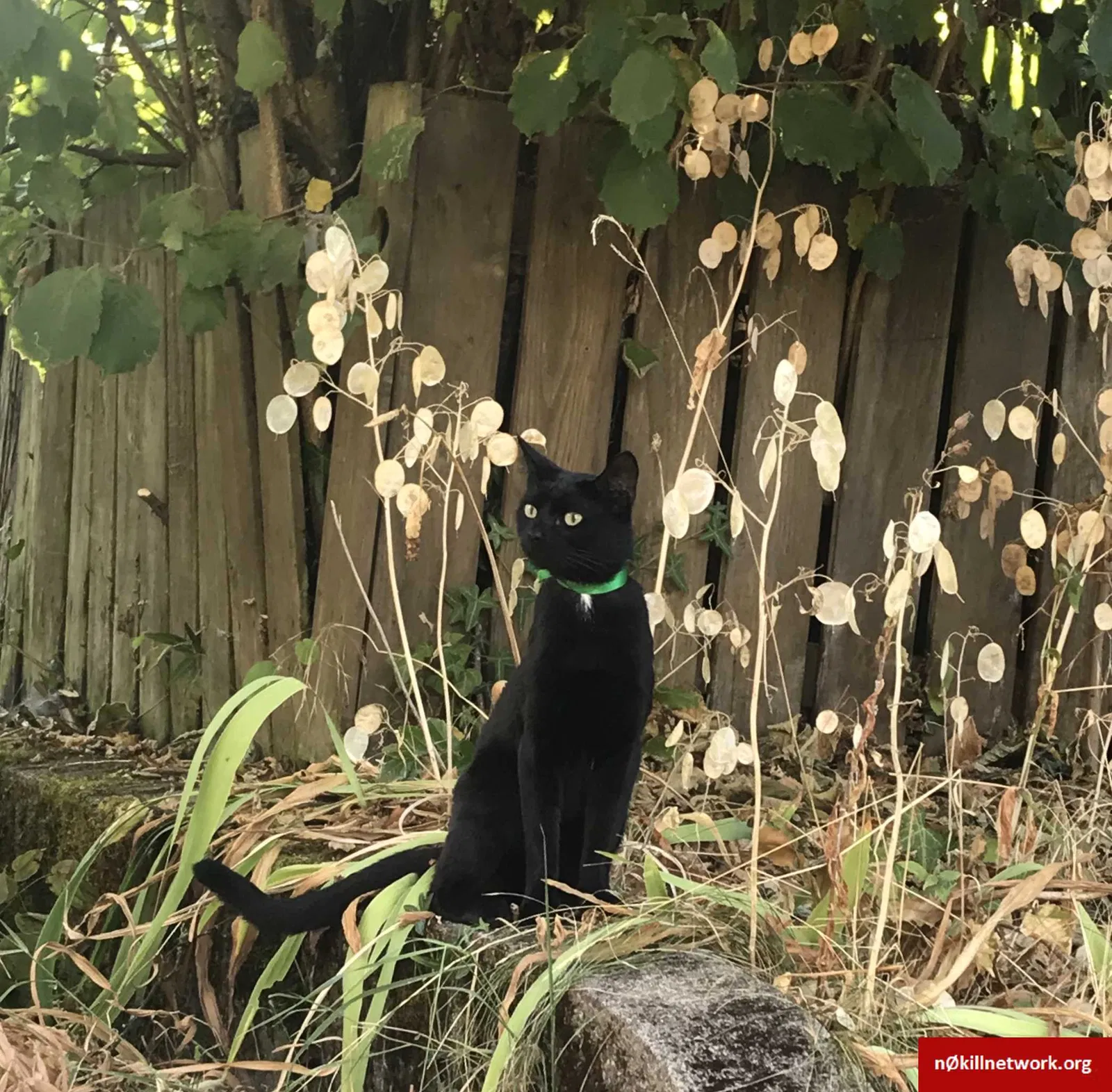 Lost cat in Portland, OR, 97211