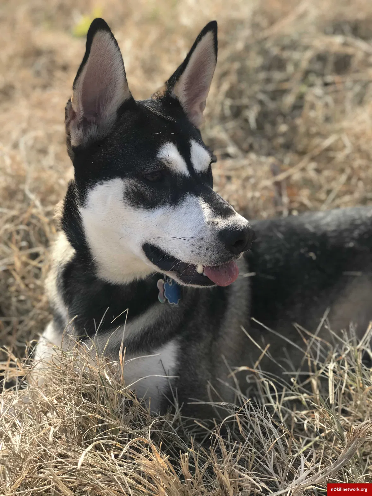 Lost dog in Burlington, NC, 27215