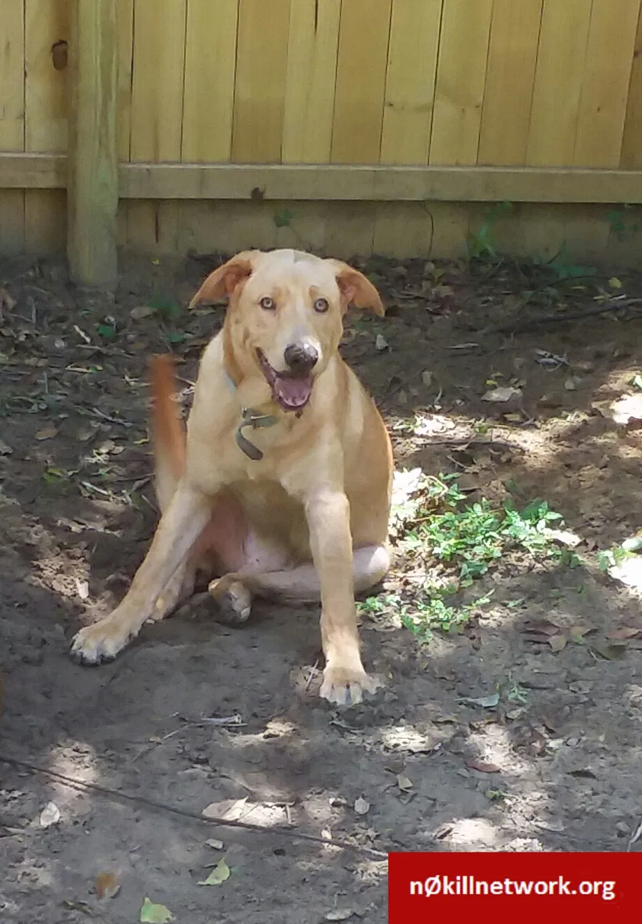Lost dog in Bushnell, FL, 33513