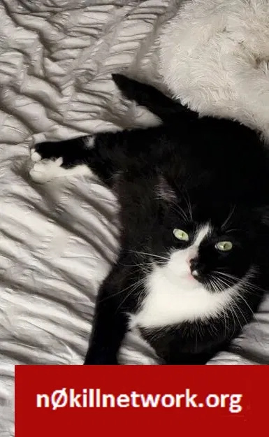 Lost cat in Champlin, MN, 55316