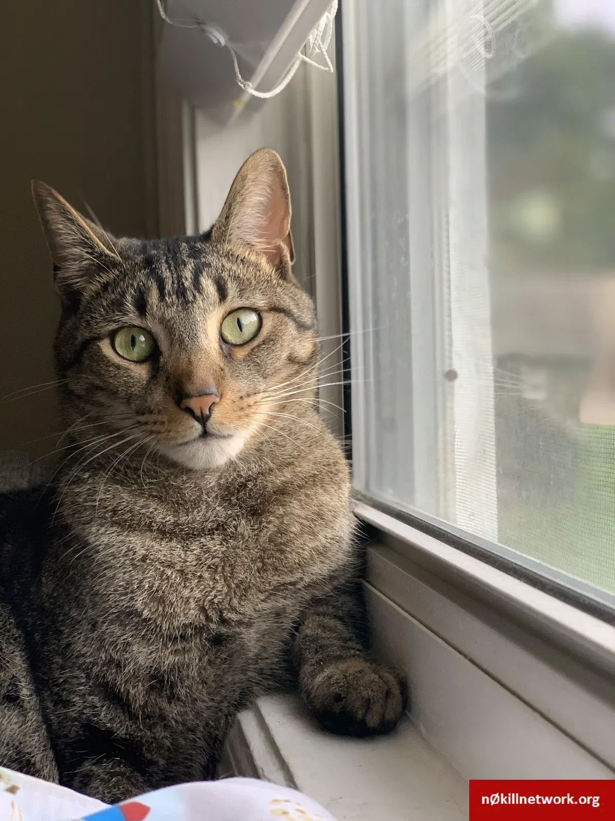 Lost cat in Greensboro, NC, 27408
