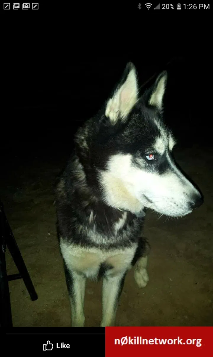 Lost dog in Yuma, AZ, 85365