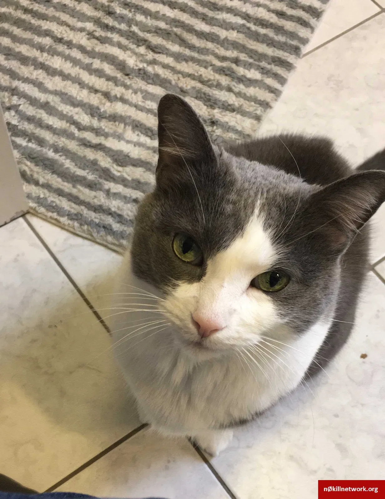 Lost cat in Chicago, IL, 60618