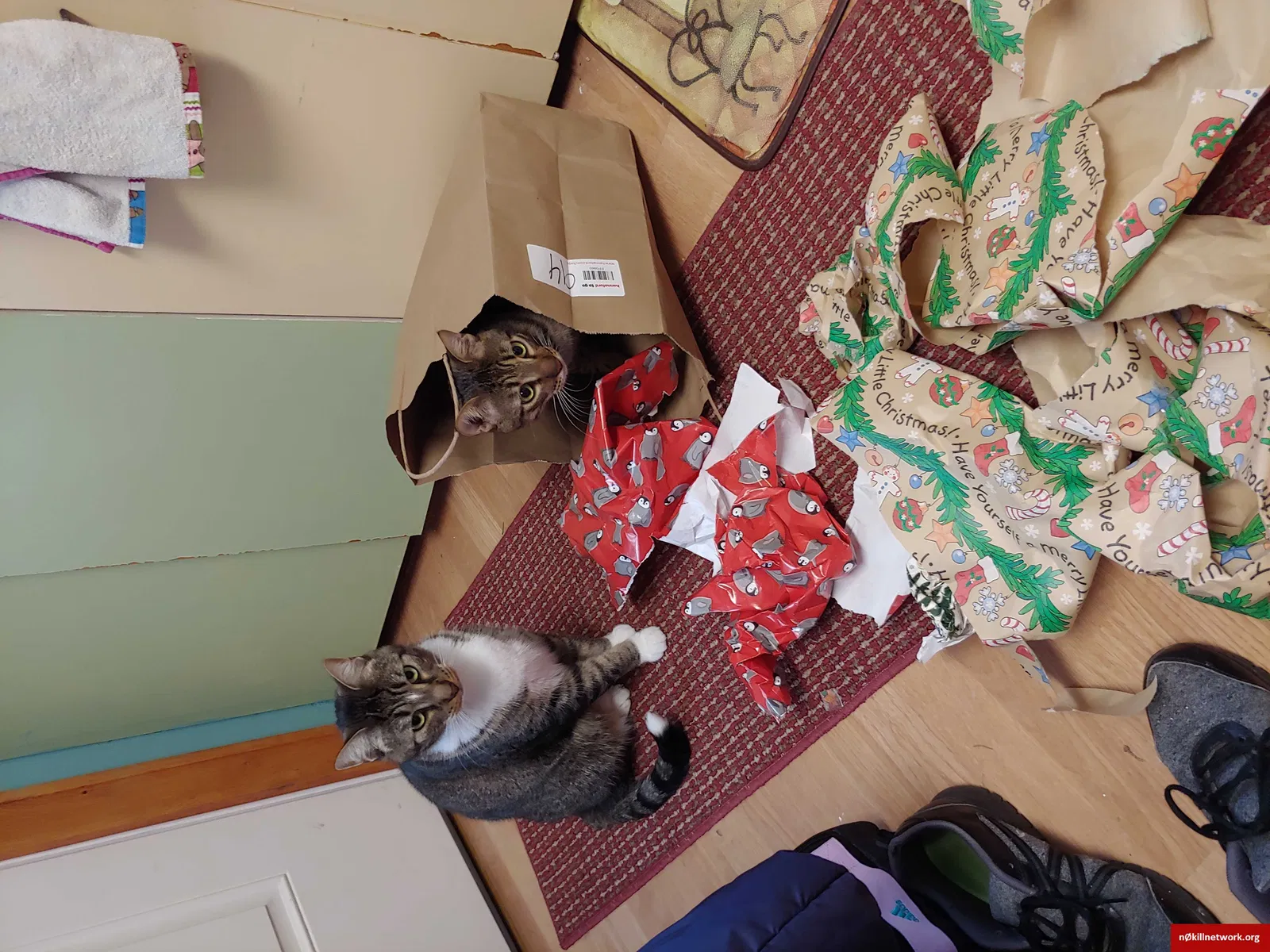 Lost cat in Schenectady, NY, 12302