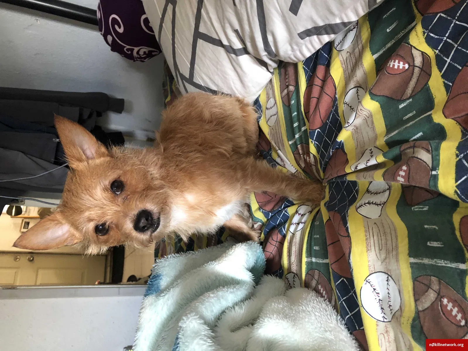 Lost dog in Sacramento, CA, 95828