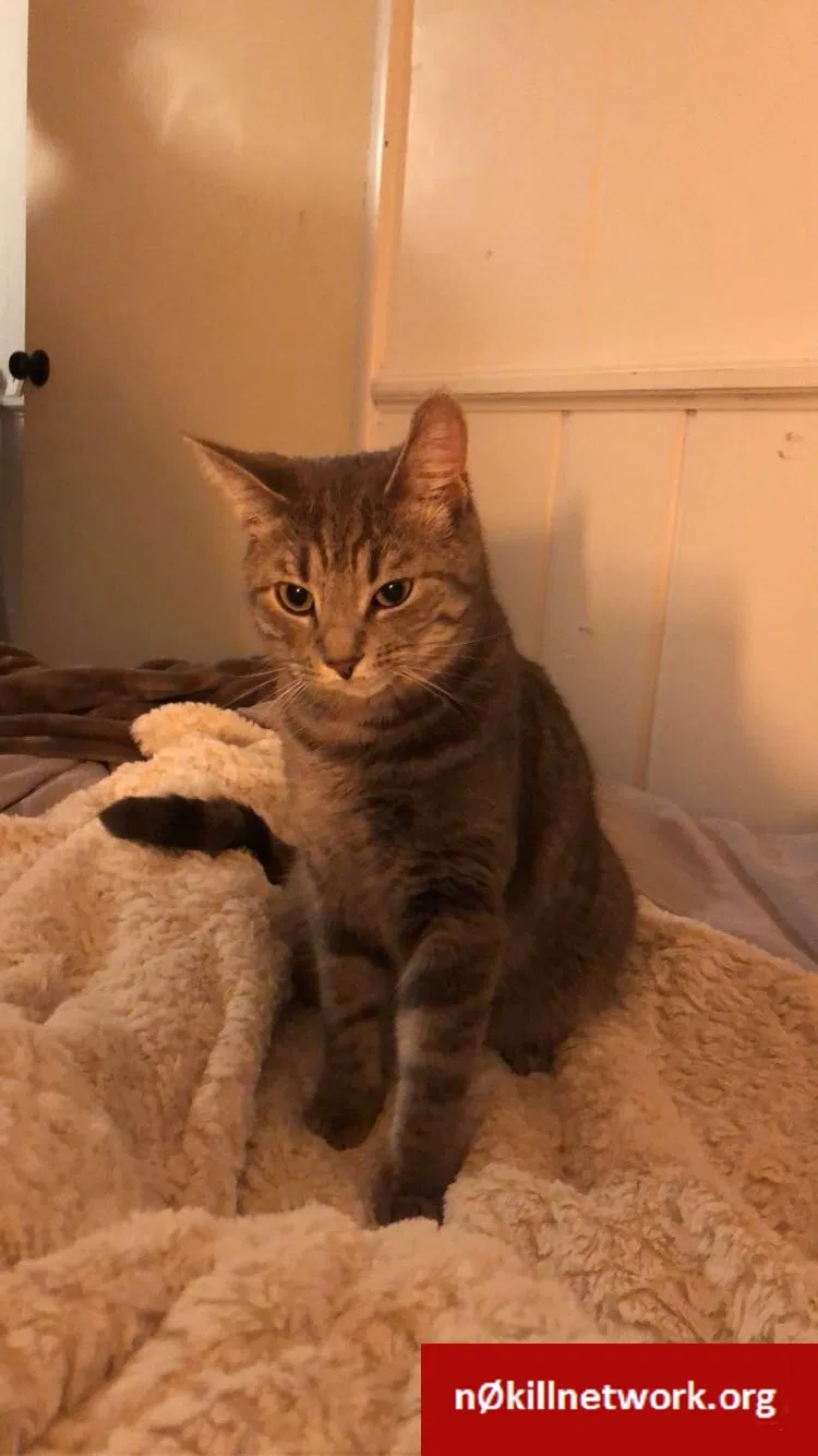 Lost cat in Ypsilanti, MI, 48197