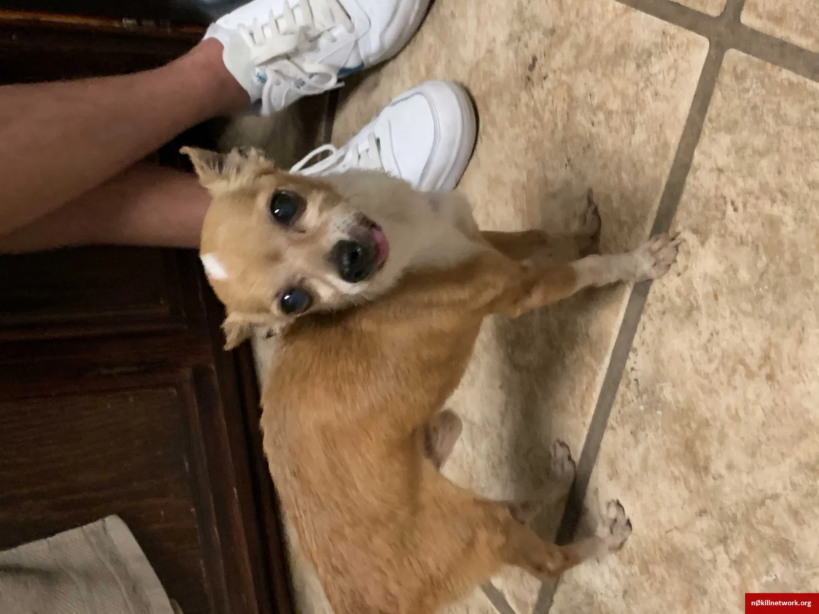 Found dog in Duarte, CA, 91010