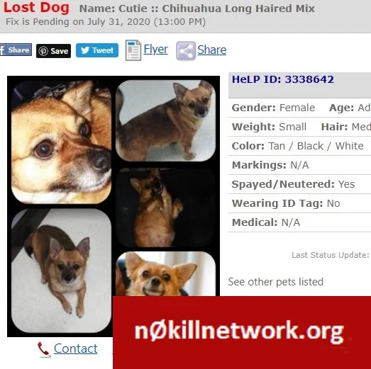 Lost dog in New Orleans, LA, 70114