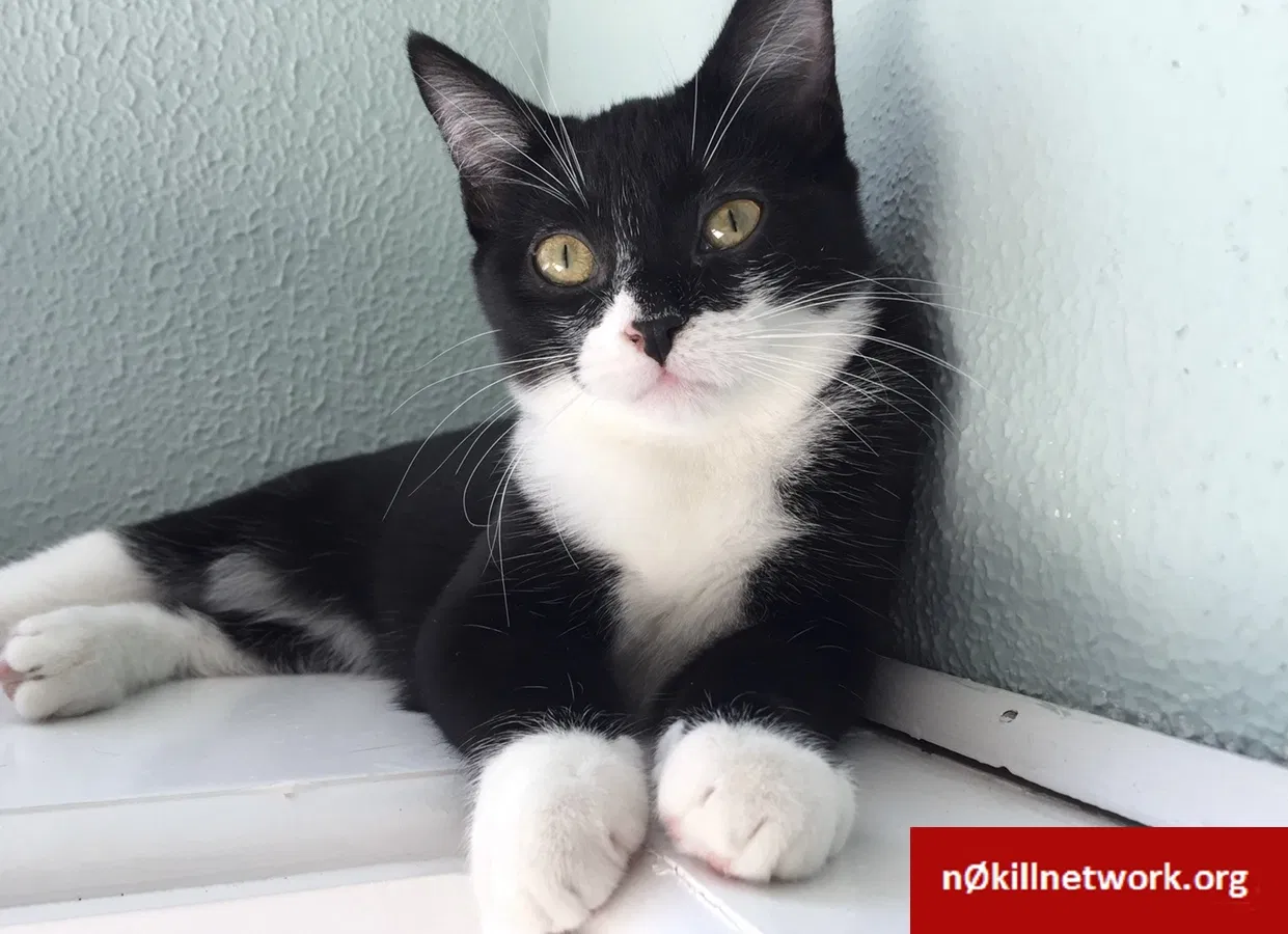Lost cat in Des Moines, IA, 50311