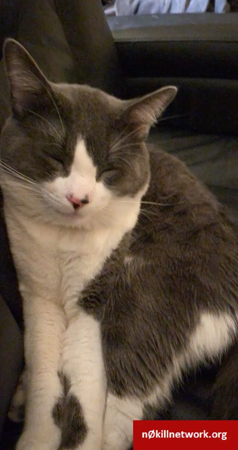 Lost cat in Federal Way, WA, 98023