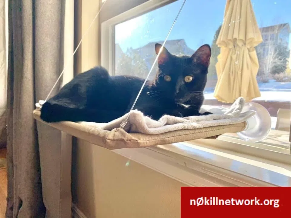 Lost cat in Lake Stevens, WA, 98258