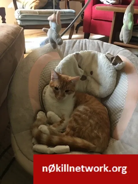Lost cat in Westerville, OH, 43081