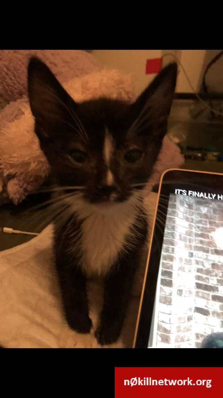 Lost cat in Fresno, CA, 93722
