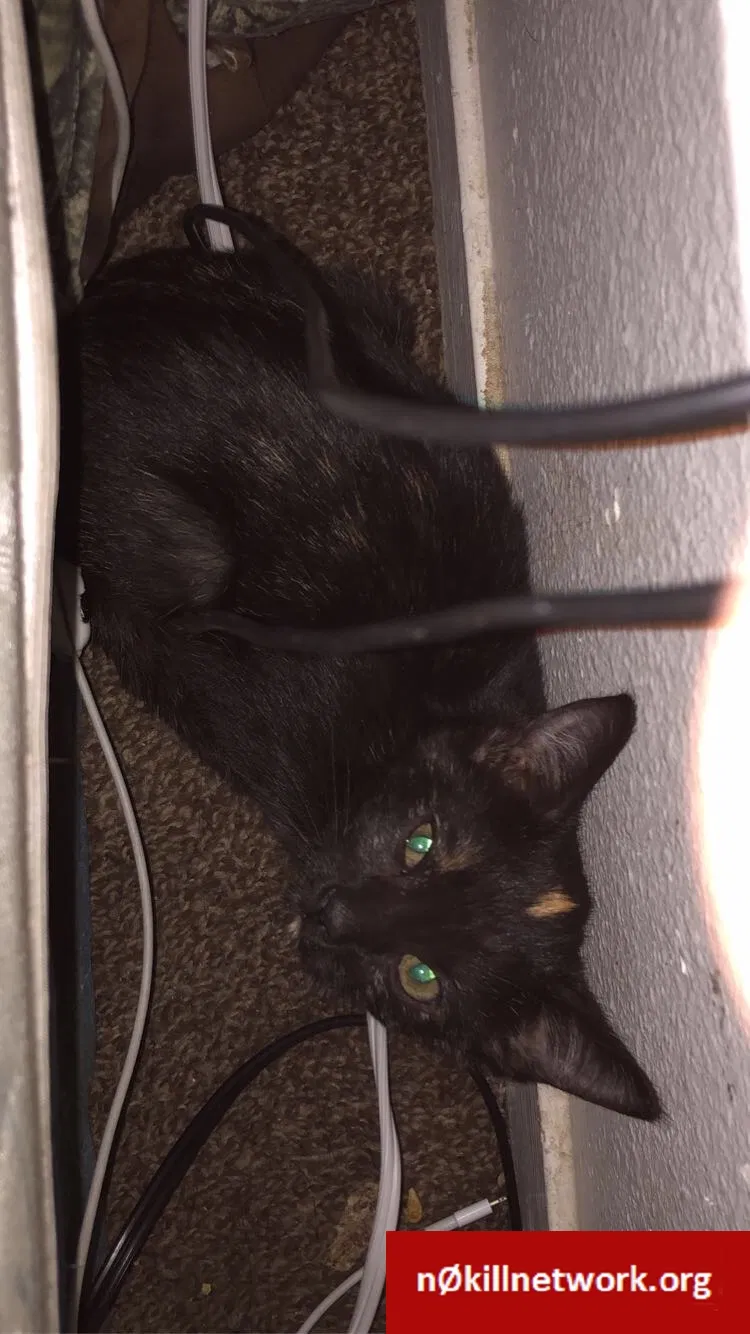 Found cat in Fresno, CA, 93722