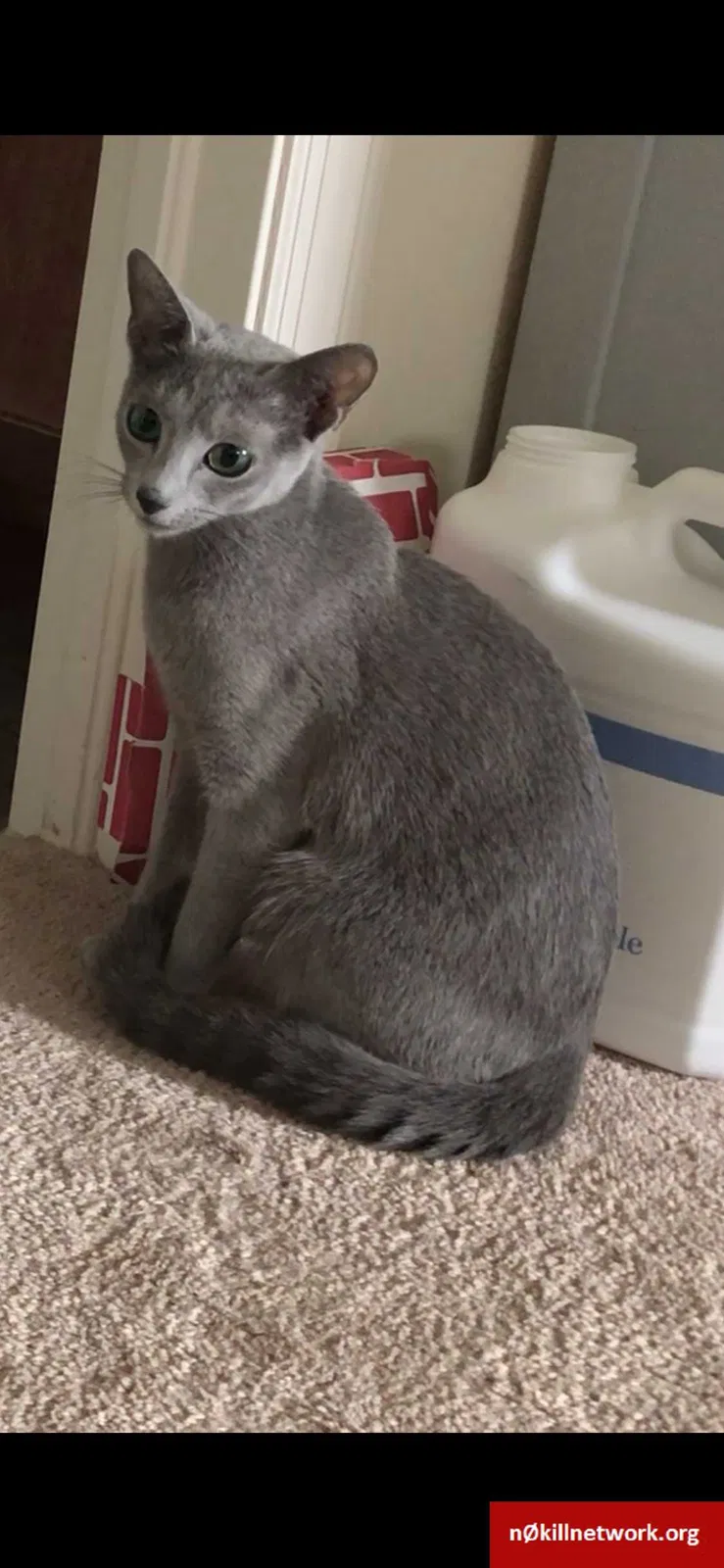 Lost cat in Cape Coral, FL, 33991