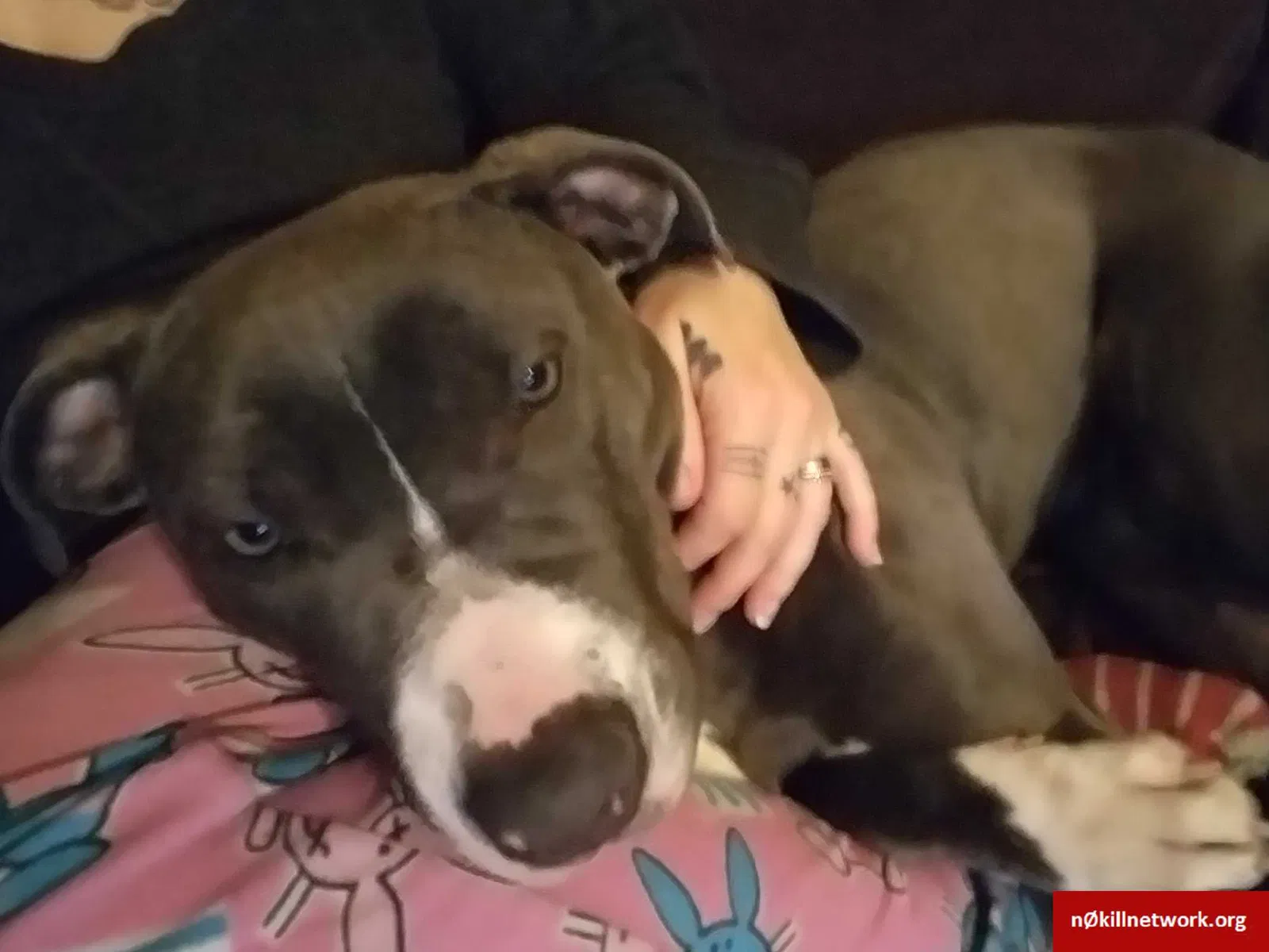 Lost dog in Evansville, IN, 47714