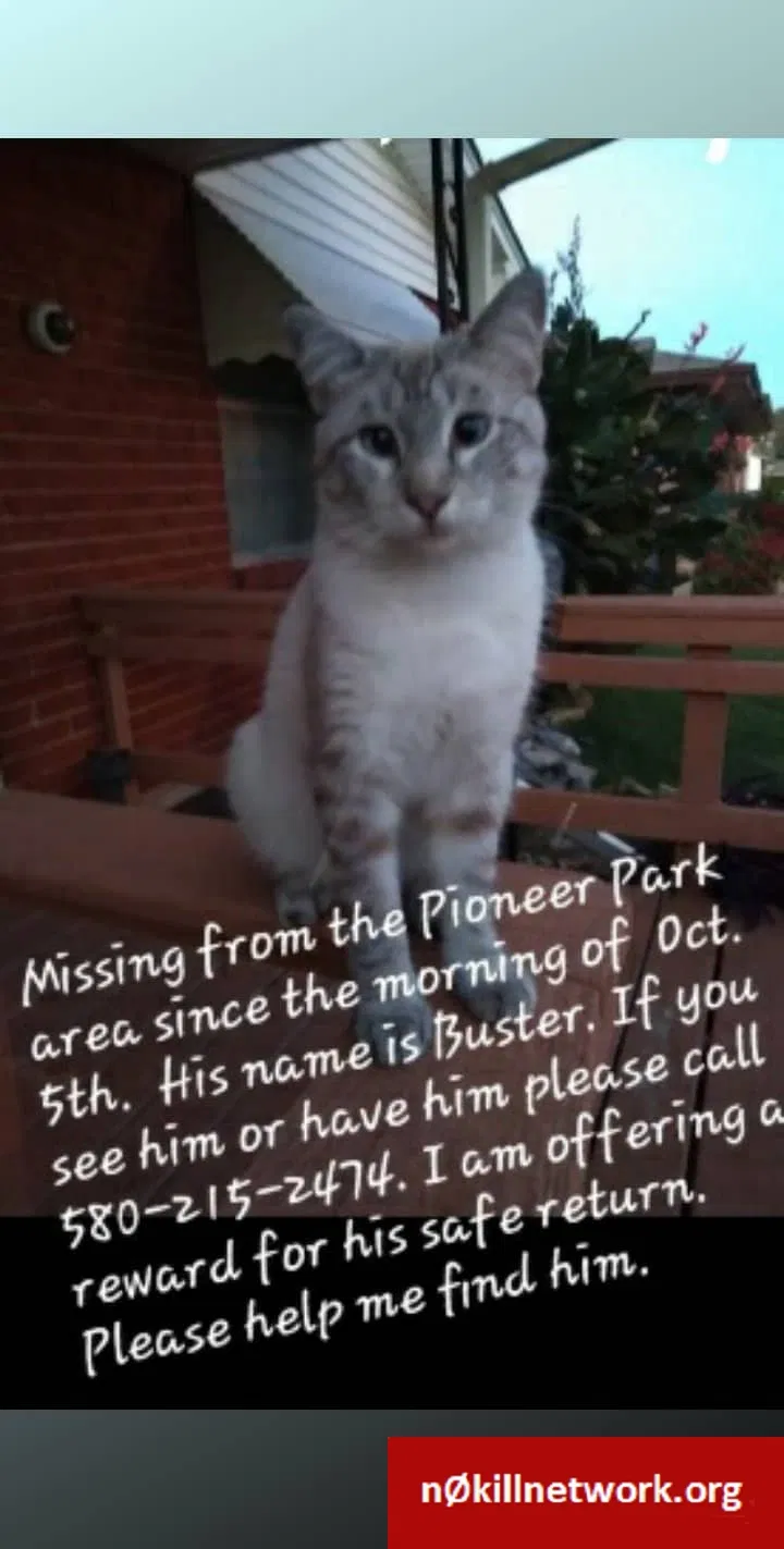 Lost cat in Lawton, OK, 73507