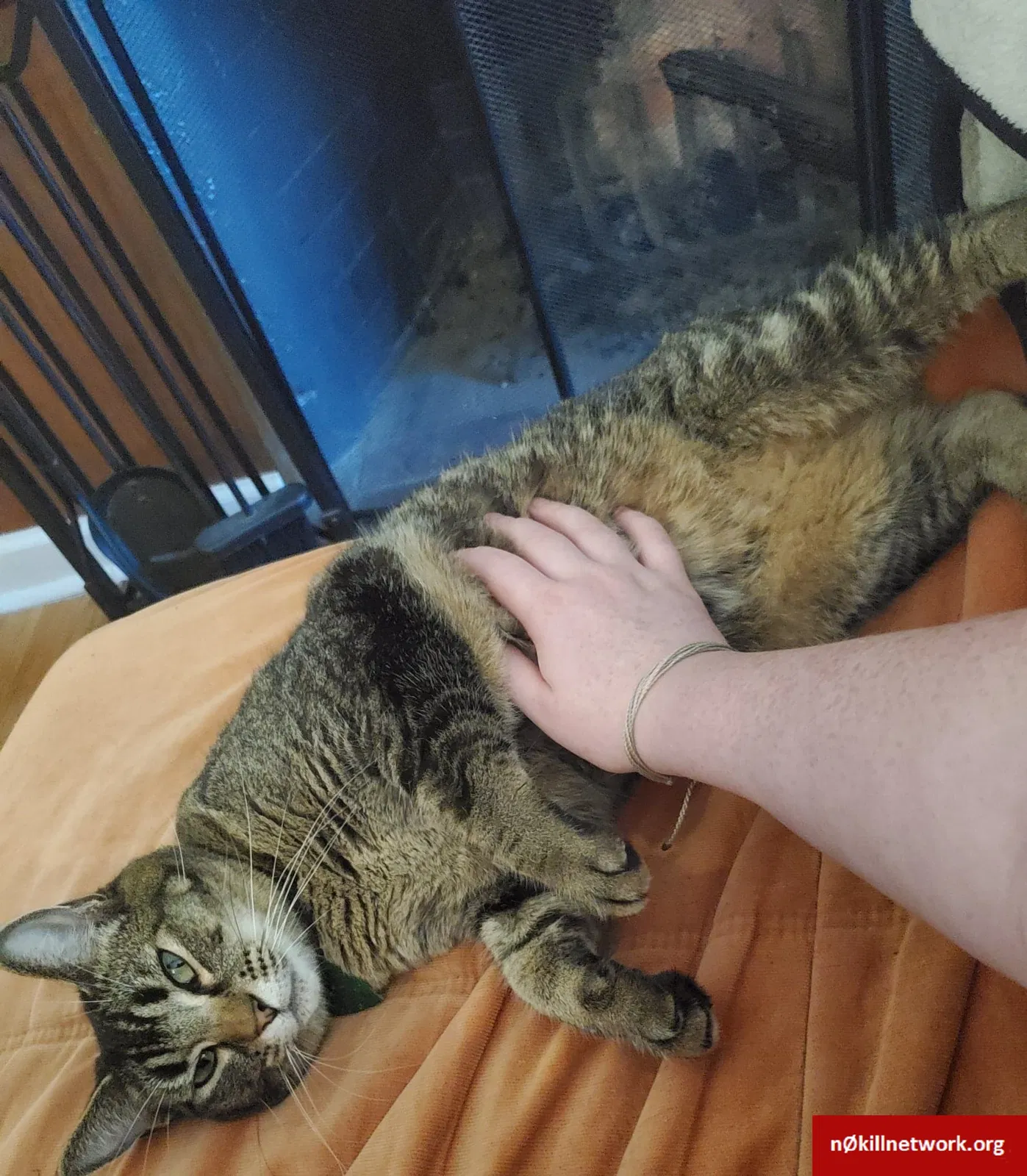 Lost cat in Portland, OR, 97239