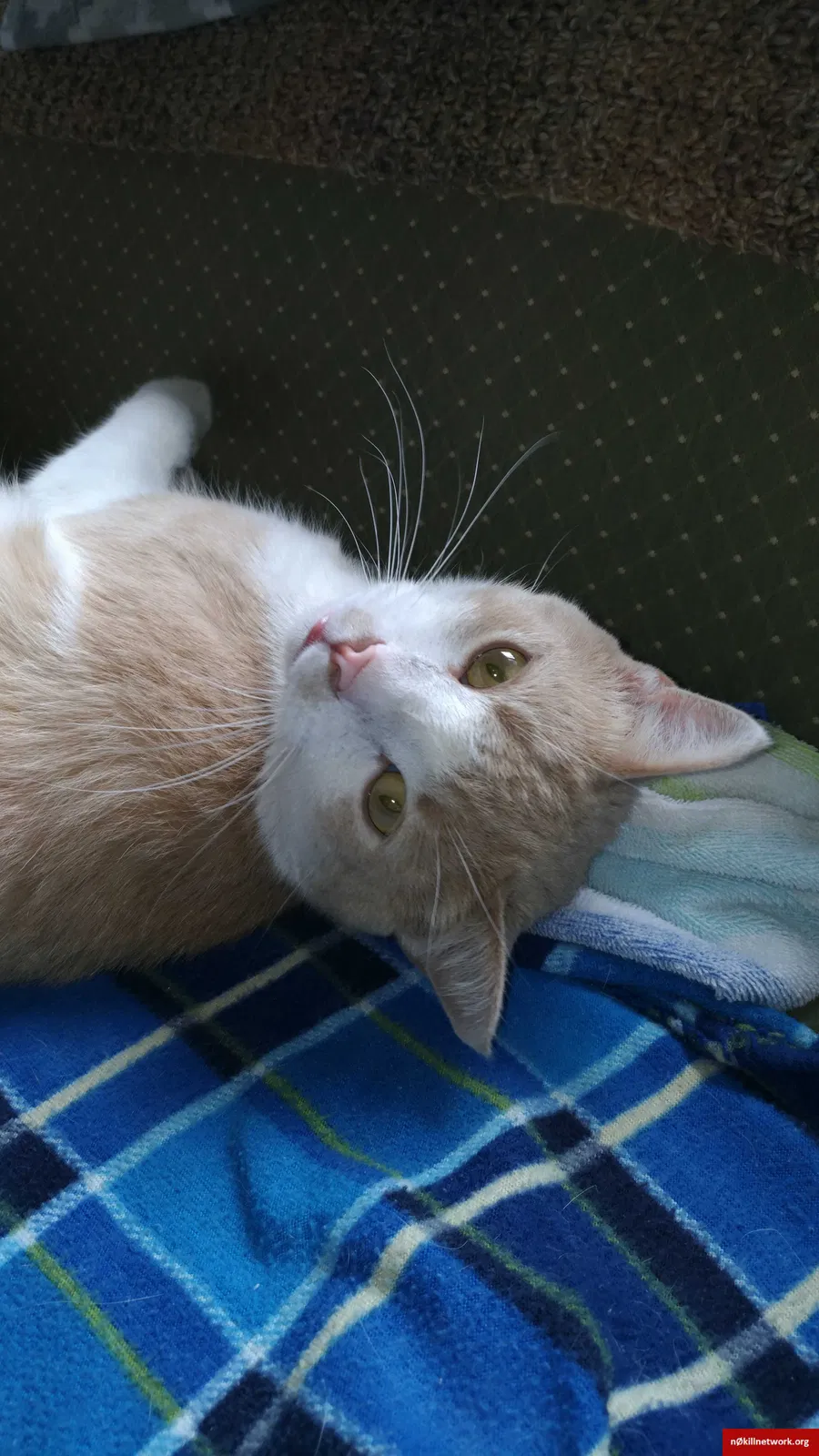 Lost cat in Columbus, OH, 43224