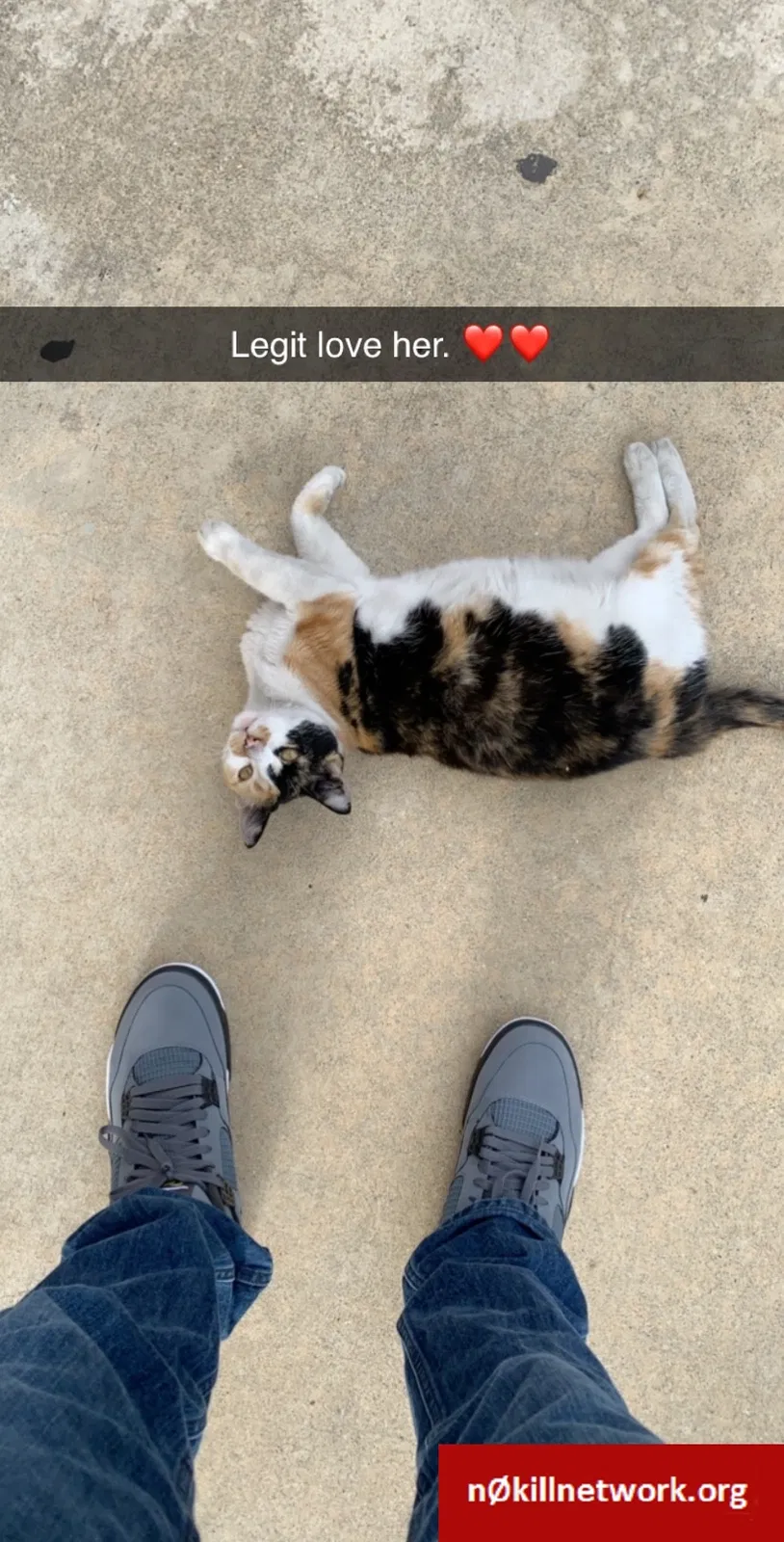 Lost cat in Covina, CA, 91723
