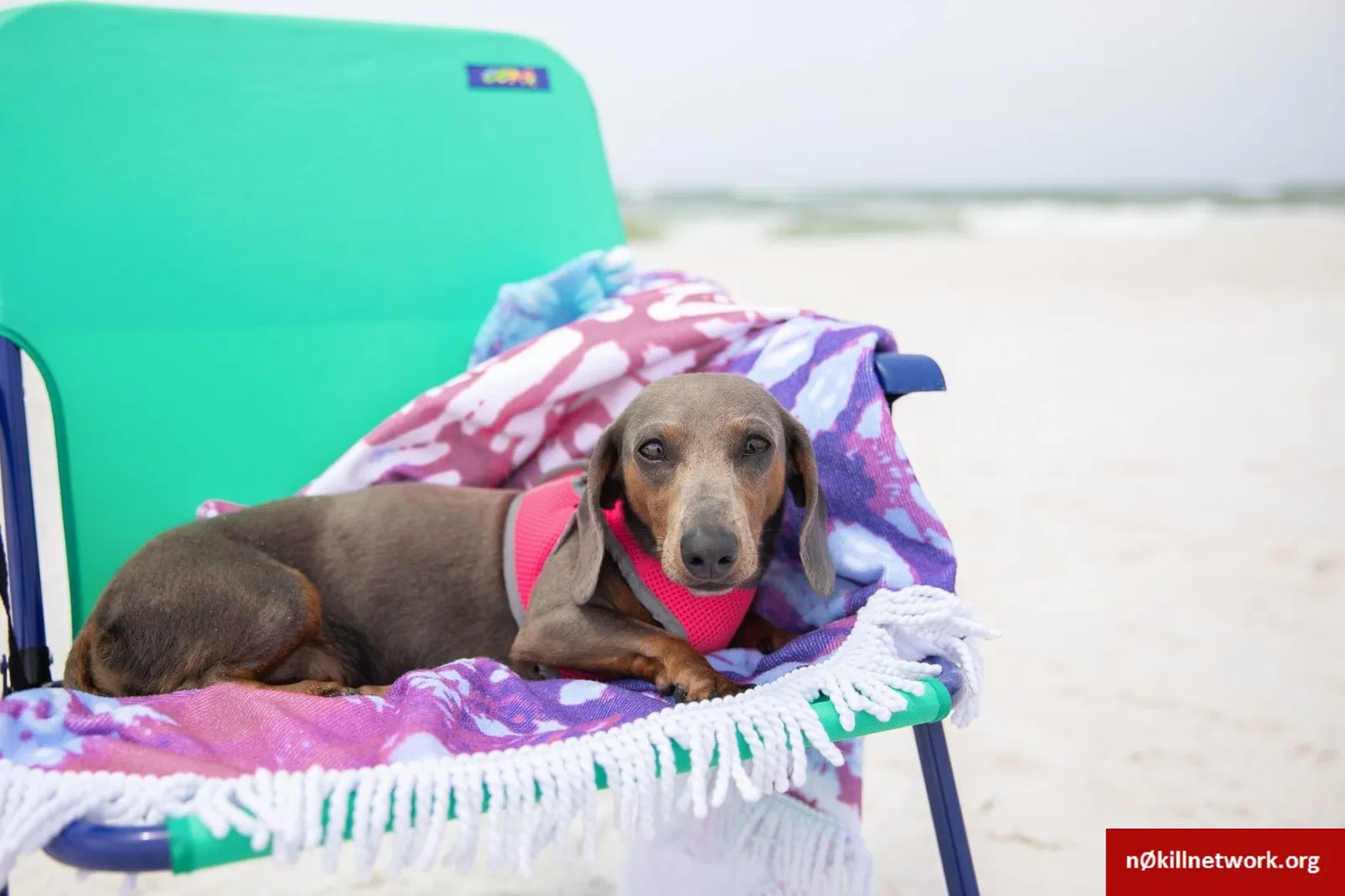 Lost dog in Alexandria, VA, 22303