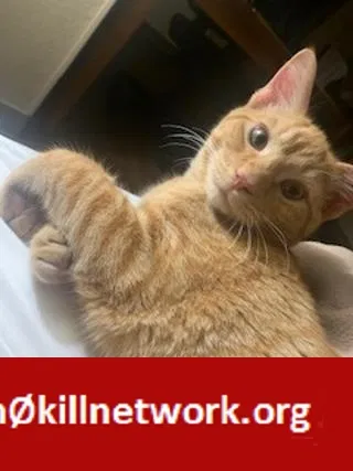 Lost cat in New Britain, CT, 6052